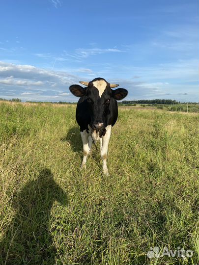 Продажа коров