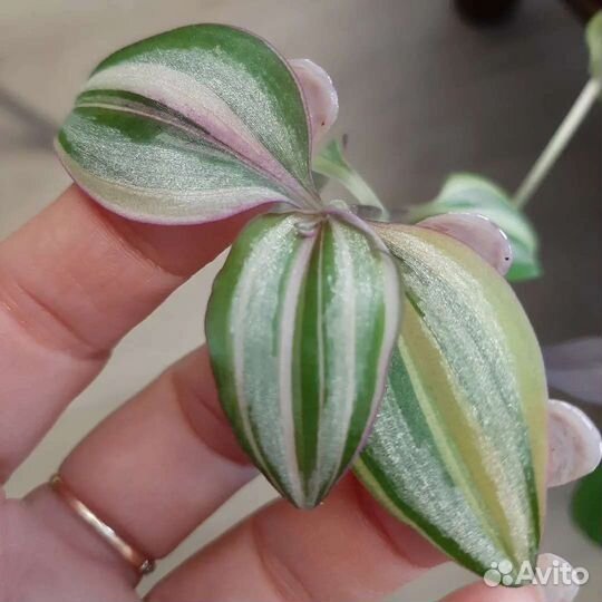 Традесканция