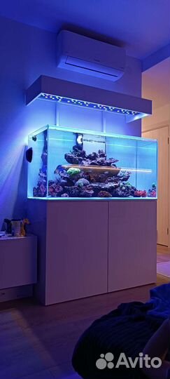 Обслуживание морского аквариума