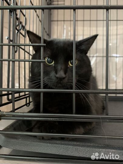 Томас в добрые руки