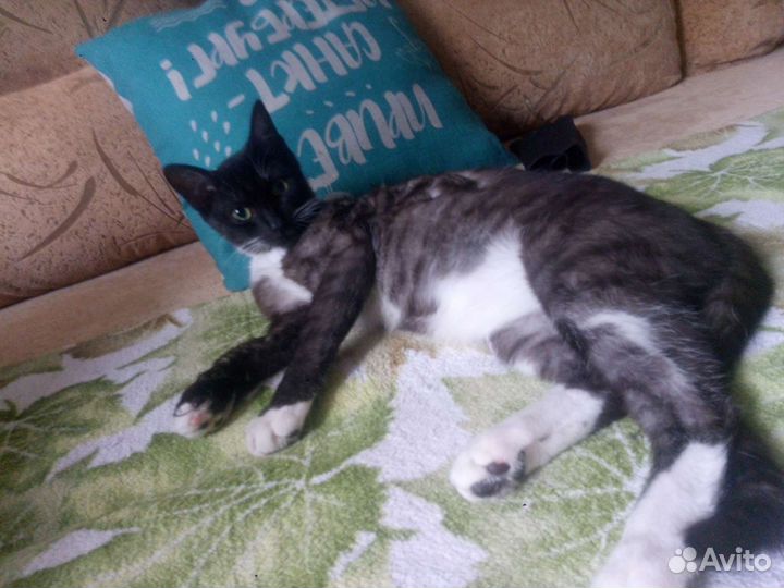 Добрый и игривый котик в добрый дом