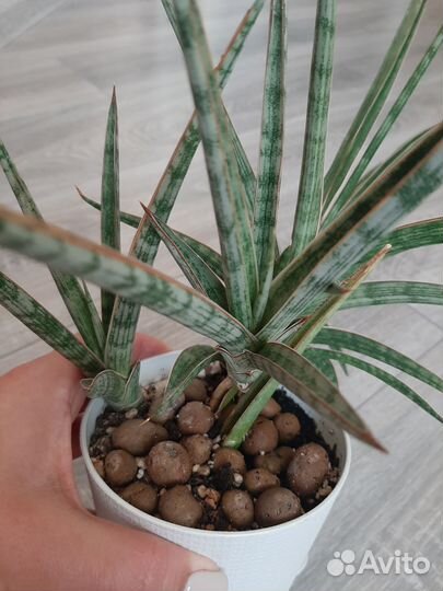 Сансевиерии сортовые Муншайн, Жаде, Уитни.и др