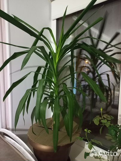 Пальма юкка