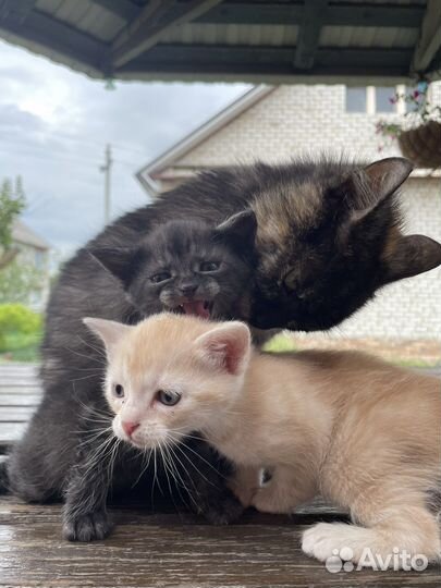 Котята в добрые руки