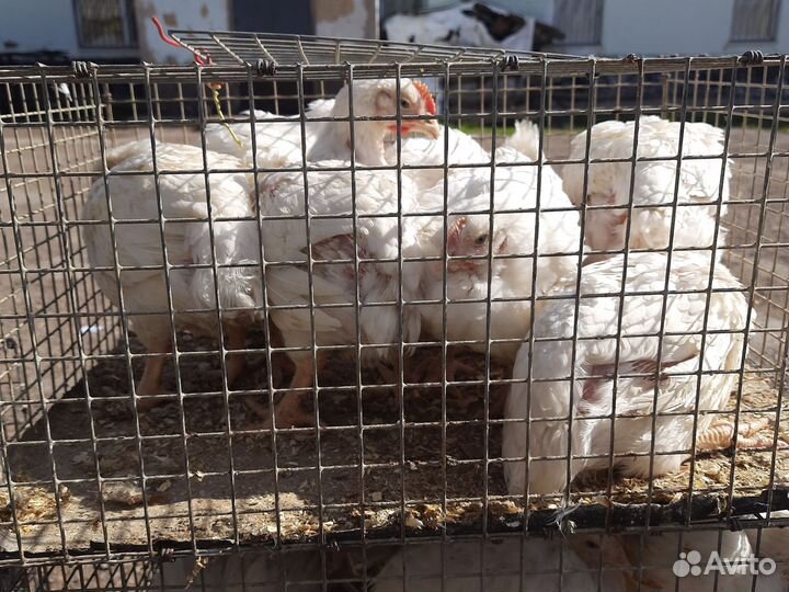 Куры несушки, бройлер, утки