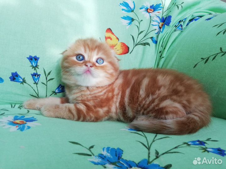 Шотландские вислоушки, красные котятки