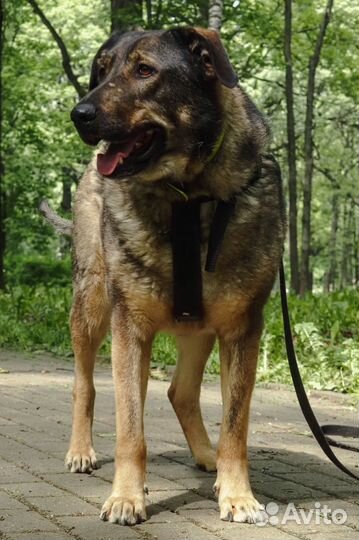 Собака Марик в добрые руки (верный пес)