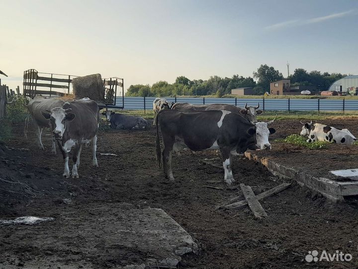 Корова дойная