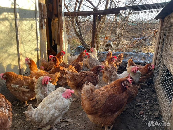 Куры молодки несушки легорны