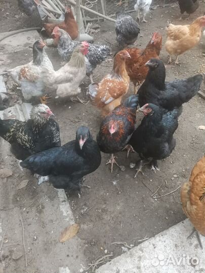 Куры молодки