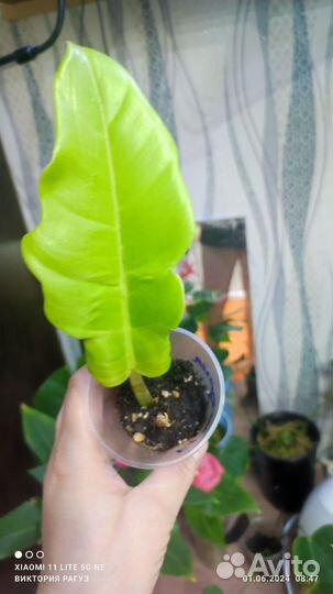 Золотой крокодил