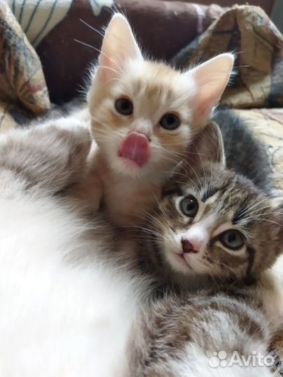 Девочка и рыжий мальчик котята в дар