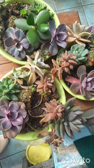 Комнатные цветы