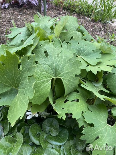 Сангвинария