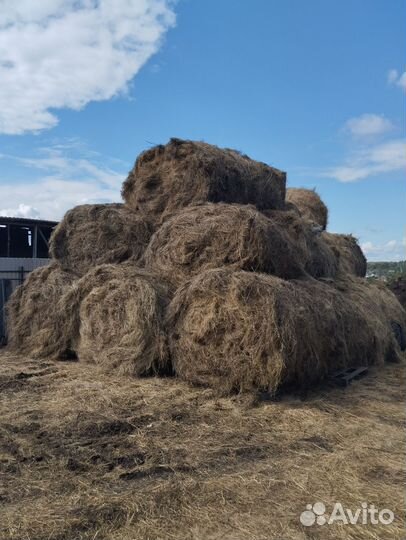 Продам сено в рулонах свежий укос