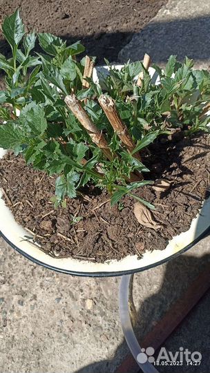 Георгины клубни