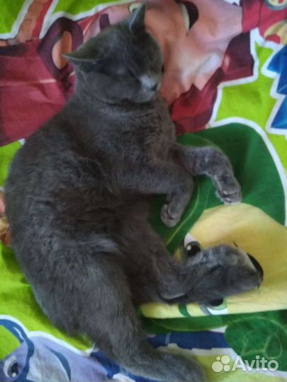 Серый красавчик