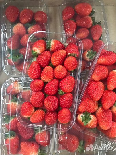 Клубника свежая Альбион, свежая клубника армянская