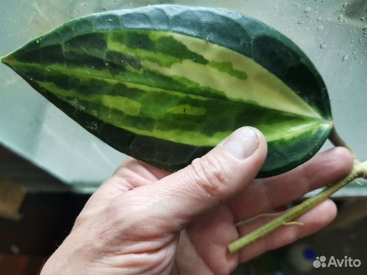 Хойи pubicalyx, bella, australis LIsa,Macrophylla