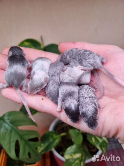 Декоративные мыши