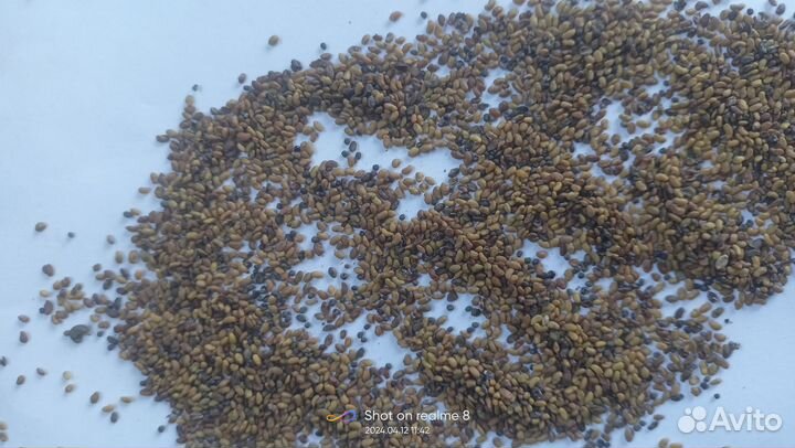 Продаю семена люцерны