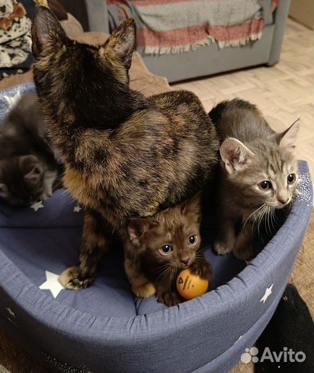 Котята в добрые руки приучены к лотку
