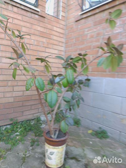 Пеларгония, комнатные и садовые растения