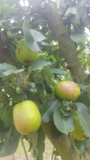 Дача 10 м² на участке 4 сот.