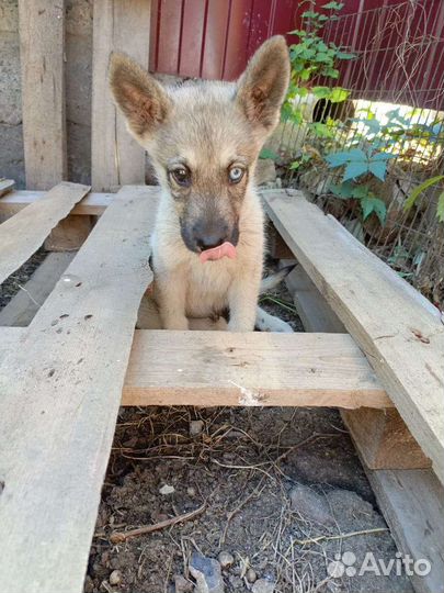 Собака в добрые руки щенок