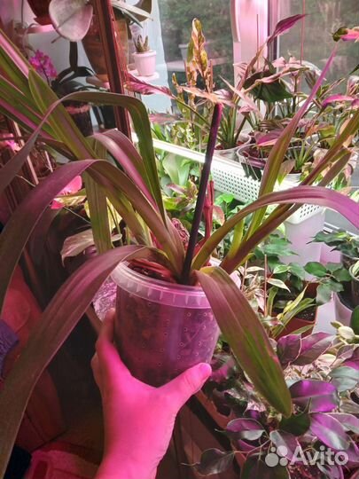 Орхидея цимбидиум