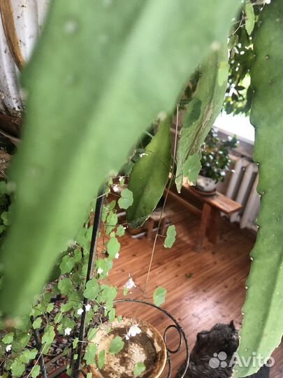 Дизокактус Аккермана (Декабрист), плюс Цимбалярия