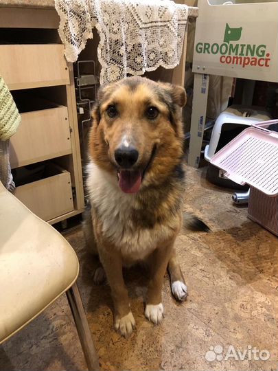 Собака в добрые руки