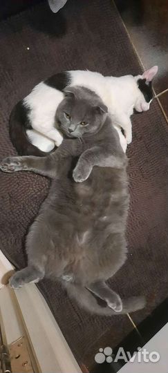 Котики бесплатно в добрые руки