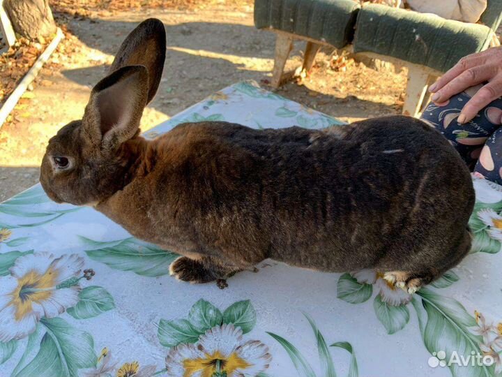 Кролики породы Рэкс