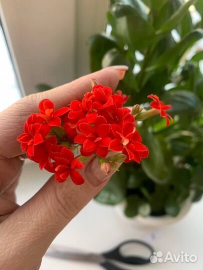 Комнатные цветы каланхоэ