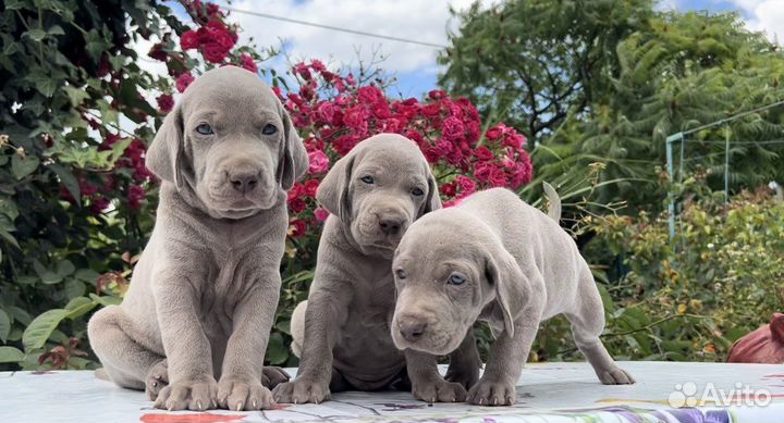 Веймаранер