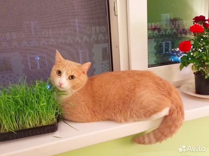 Рыжий кот счастье в дом бесплатно в дар