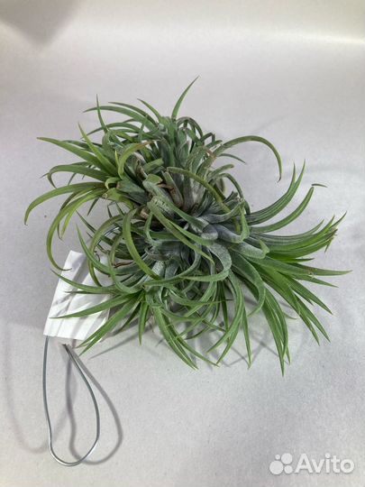 Тилландсия