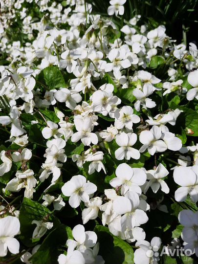 Фиалка садовая белая