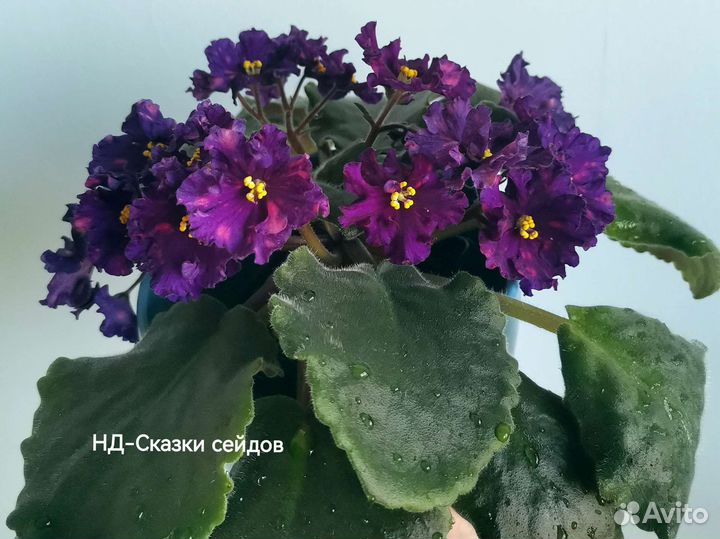 Сортовые фиалки, отправка почтой с мая по сентябрь