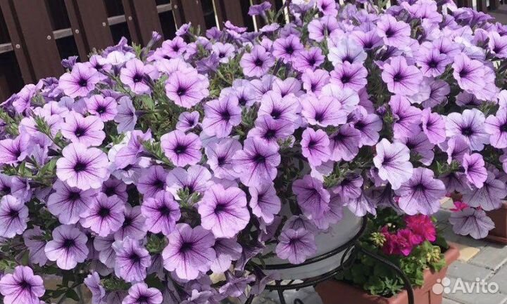 Петуния ампельная семена