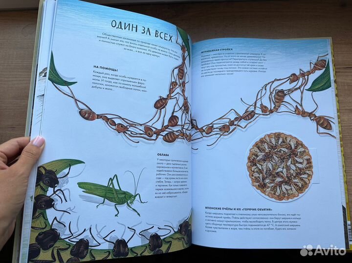 Рождение, Королевство насекомых, Икебана