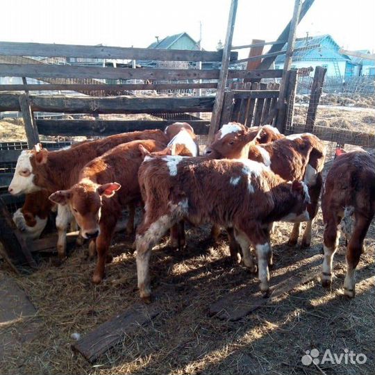 Бычки молодняк