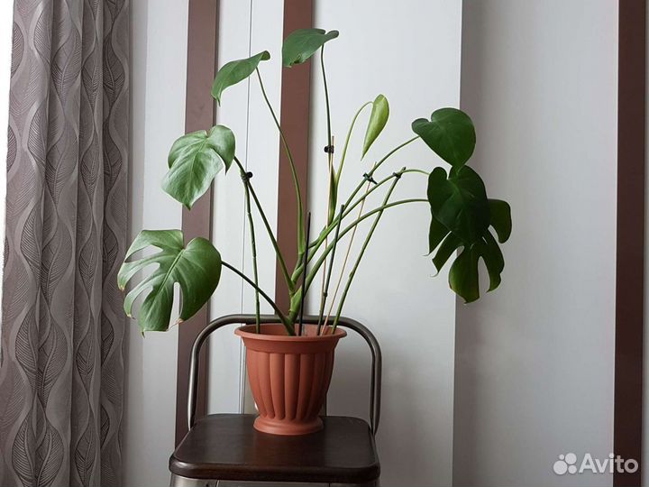 Растение монстера для озеленения помещений