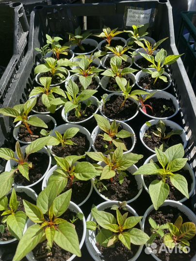 Целлозия гребенчатая