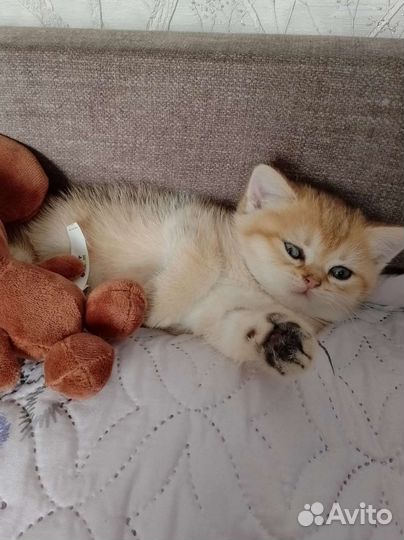 Шотландский котёнок