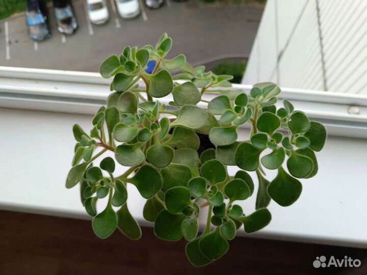 Аихризон рыхлый. Комнатное растение