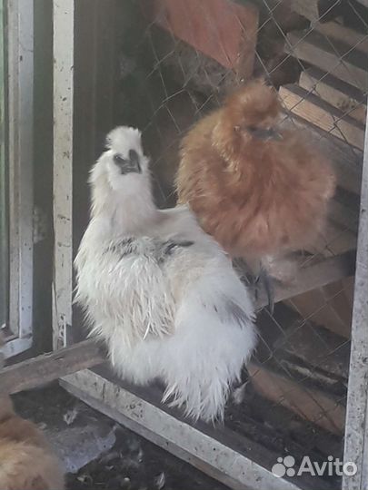 Петух китайский шелковый
