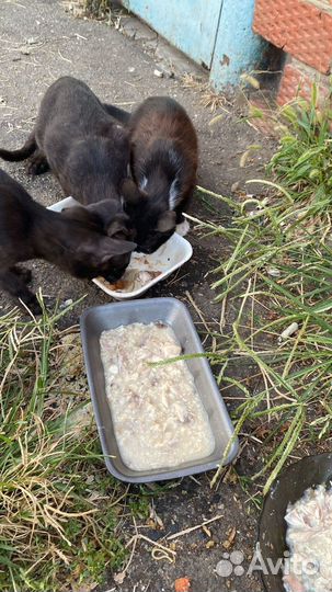 Бездомные кошки