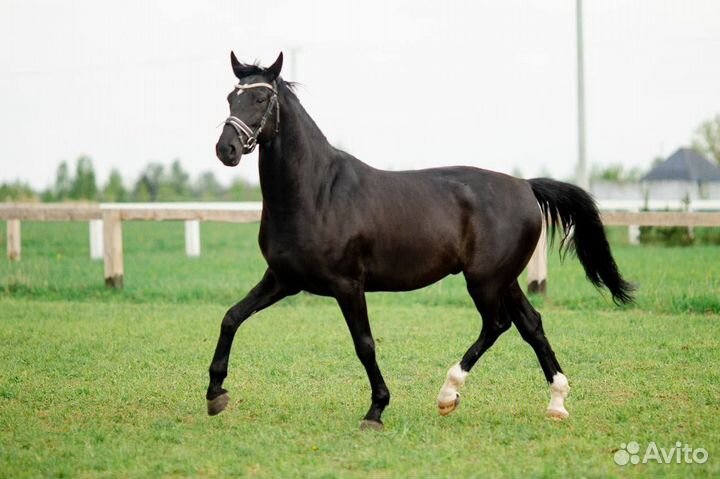 Мерин 2017 года, вороной